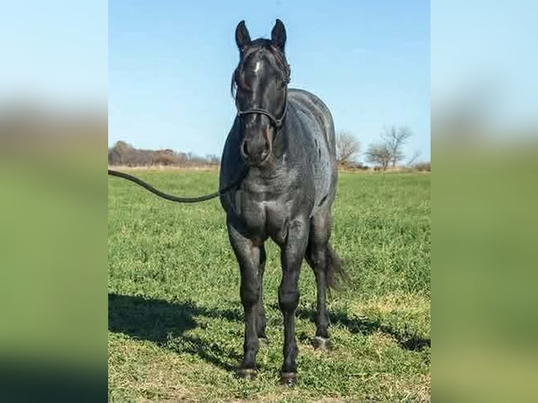 American Quarter Horse Wałach 7 lat Karodereszowata in Princeville