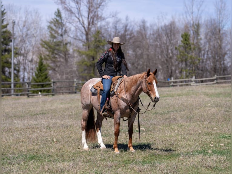 American Quarter Horse Wałach 7 lat Kasztanowatodereszowata in Nevis