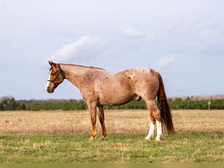 American Quarter Horse Wałach 7 lat Kasztanowatodereszowata in Nevis