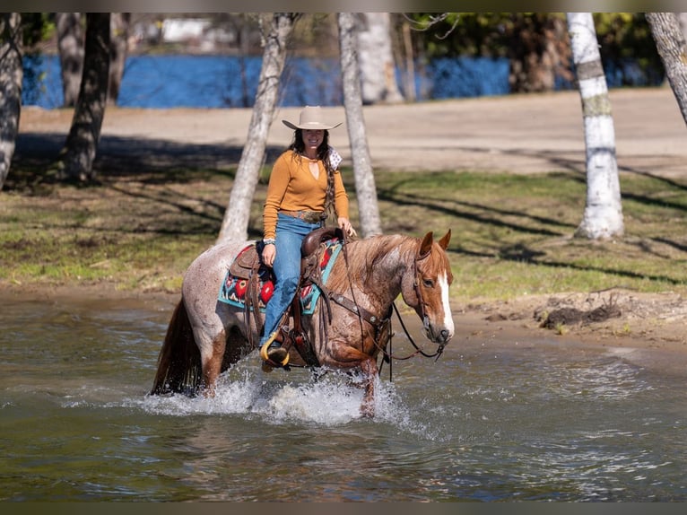 American Quarter Horse Wałach 7 lat Kasztanowatodereszowata in Nevis