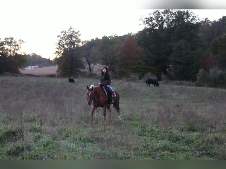 American Quarter Horse Wałach 7 lat Kasztanowatodereszowata in Beaver Springs