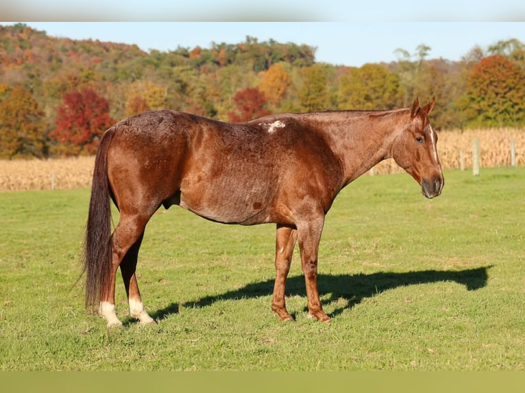 American Quarter Horse Wałach 7 lat Kasztanowatodereszowata in Beaver Springs