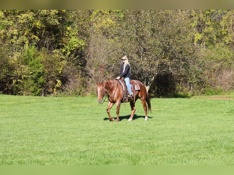 American Quarter Horse Wałach 7 lat Kasztanowatodereszowata in Beaver Springs