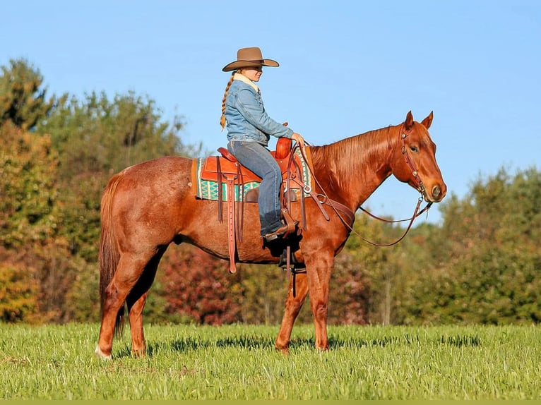 American Quarter Horse Wałach 7 lat Kasztanowatodereszowata in Clarion