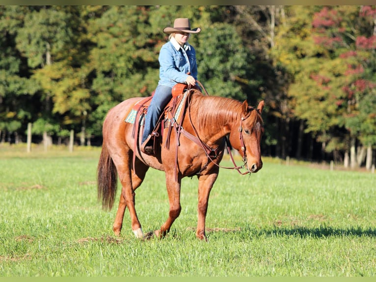 American Quarter Horse Wałach 7 lat Kasztanowatodereszowata in Clarion