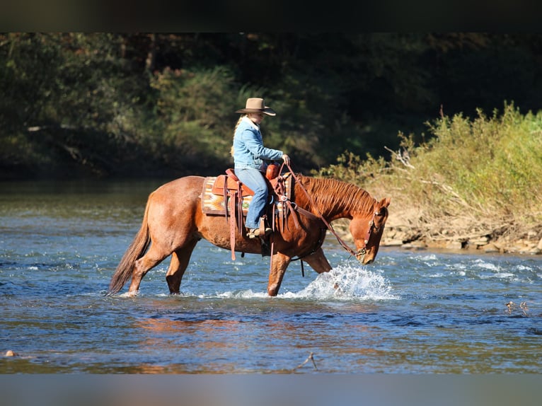 American Quarter Horse Wałach 7 lat Kasztanowatodereszowata in Clarion