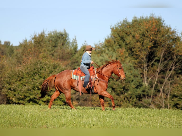 American Quarter Horse Wałach 7 lat Kasztanowatodereszowata in Clarion