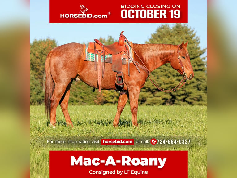 American Quarter Horse Wałach 7 lat Kasztanowatodereszowata in Clarion