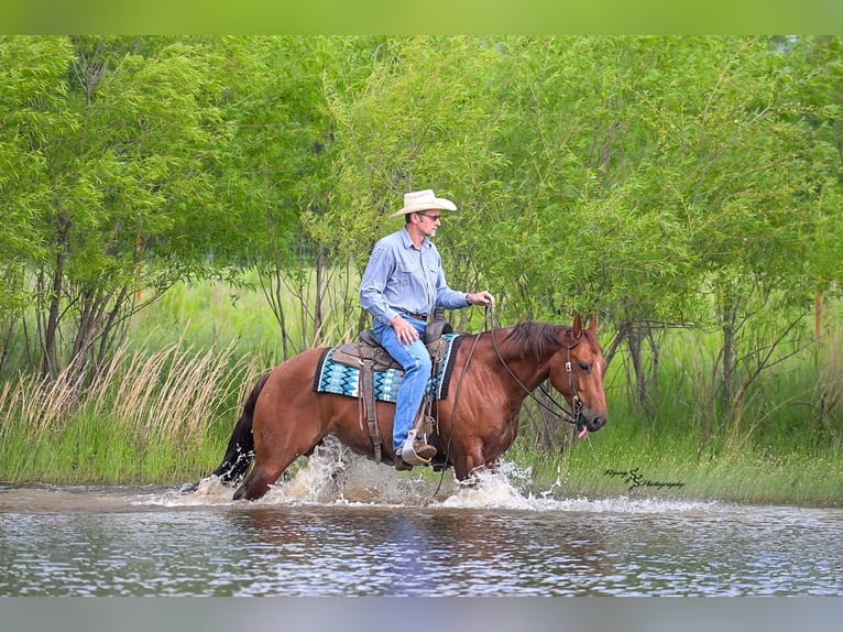 American Quarter Horse Wałach 7 lat Kasztanowatodereszowata in Harwood
