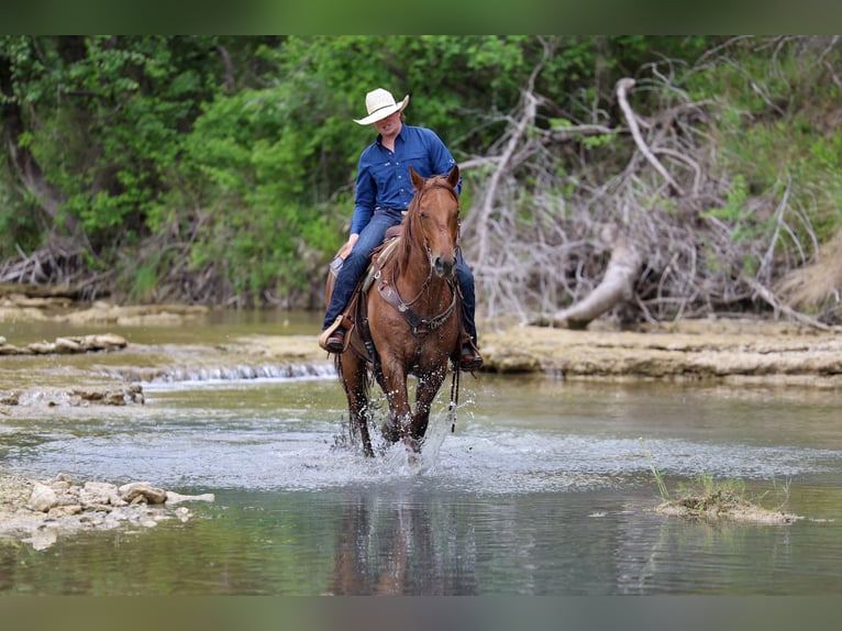 American Quarter Horse Wałach 7 lat Kasztanowatodereszowata in Stephenville