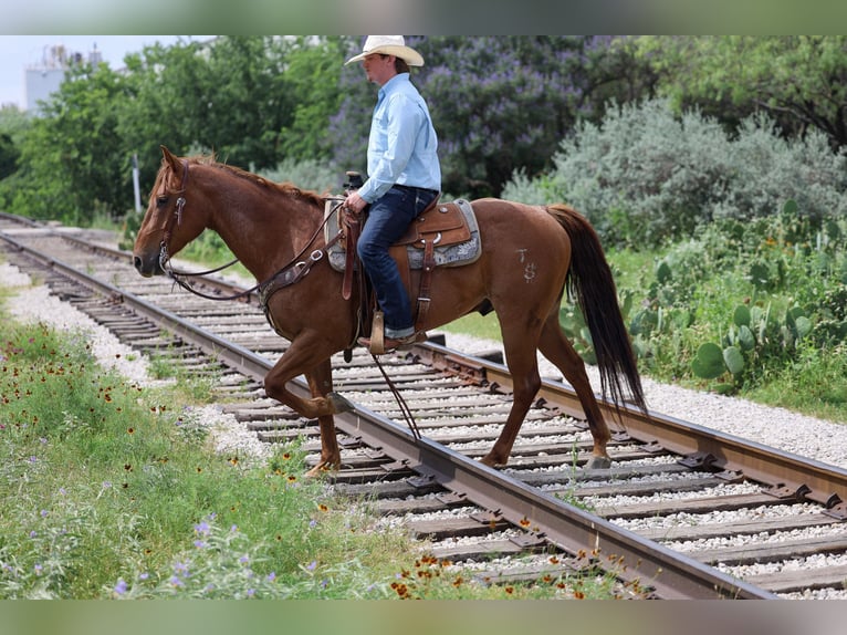 American Quarter Horse Wałach 7 lat Kasztanowatodereszowata in Stephenville