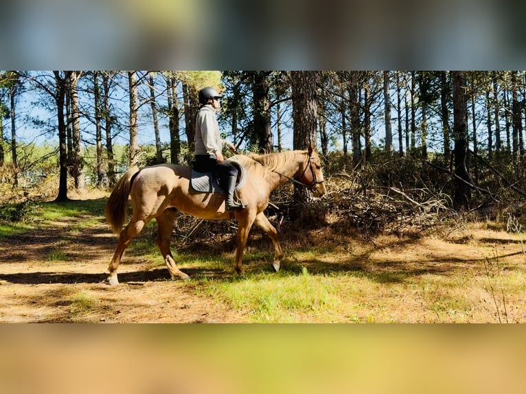 American Quarter Horse Wałach 7 lat in Johnston