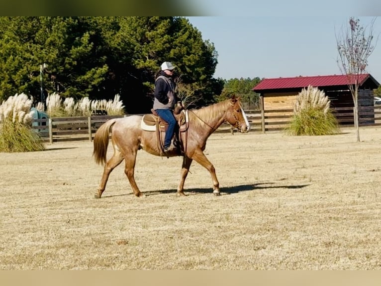 American Quarter Horse Wałach 7 lat in Johnston
