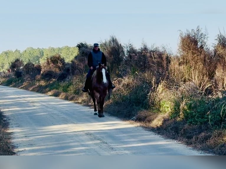 American Quarter Horse Wałach 7 lat in Johnston