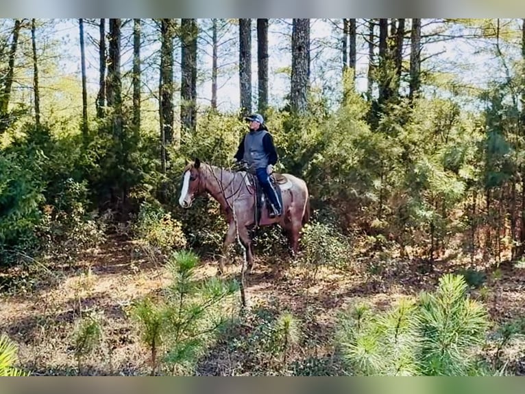 American Quarter Horse Wałach 7 lat in Johnston