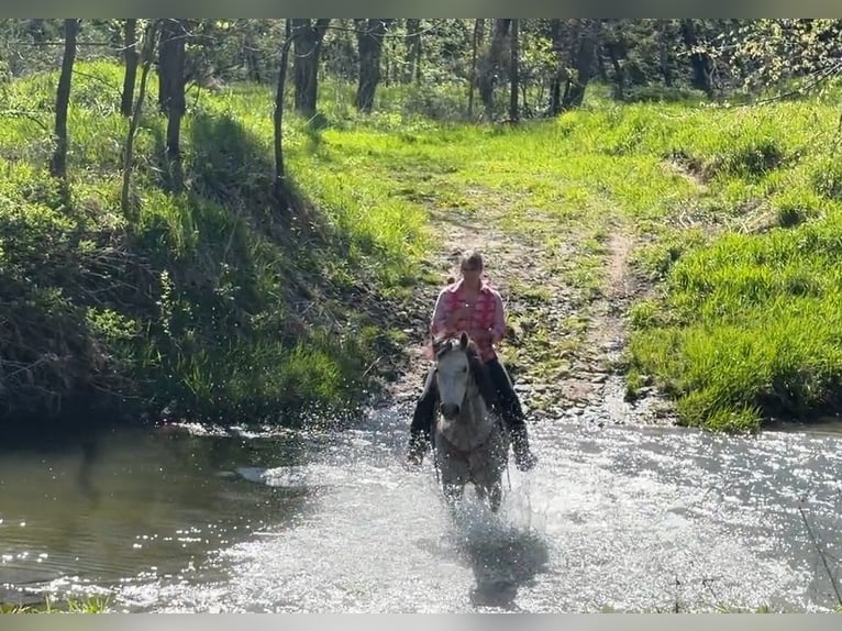 American Quarter Horse Wałach 7 lat Siwa in Cannon Falls