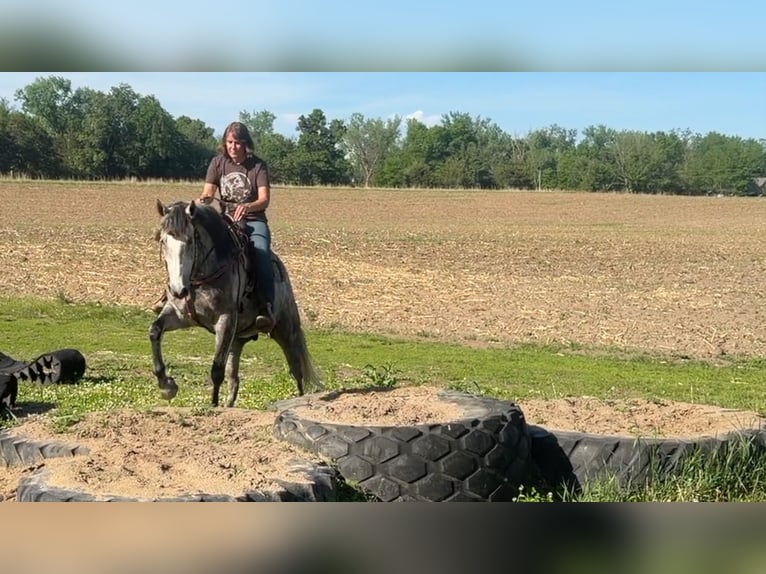American Quarter Horse Wałach 7 lat Siwa in Cannon Falls