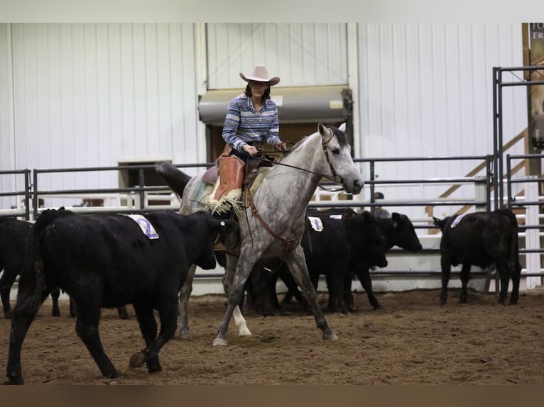 American Quarter Horse Wałach 7 lat Siwa in Cannon Falls