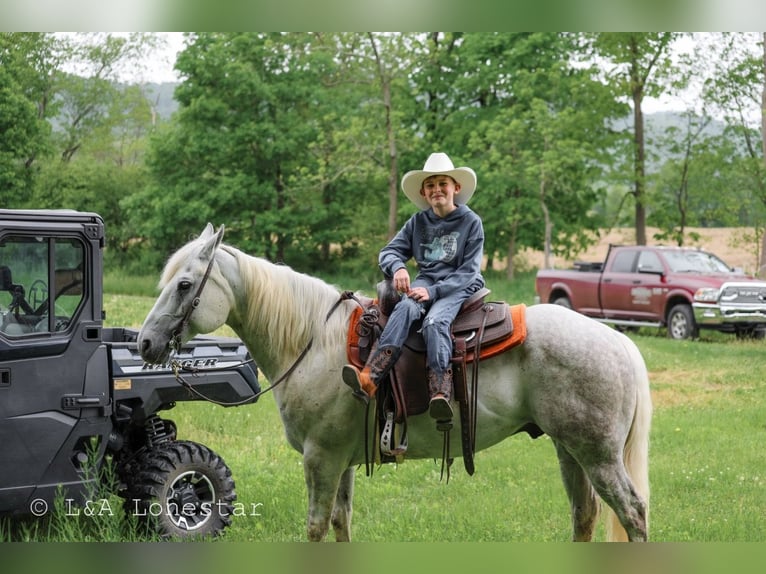 American Quarter Horse Wałach 7 lat Siwa in Needmore