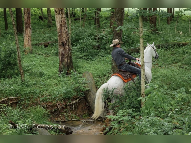American Quarter Horse Wałach 7 lat Siwa in Needmore