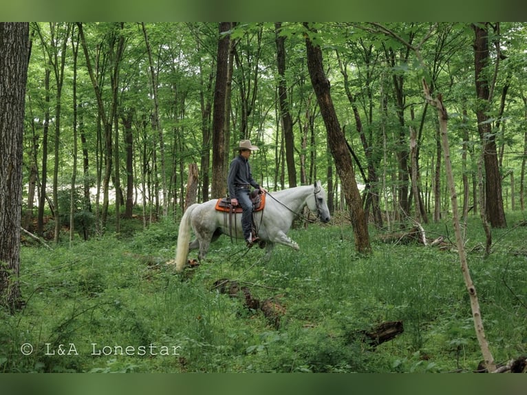 American Quarter Horse Wałach 7 lat Siwa in Needmore