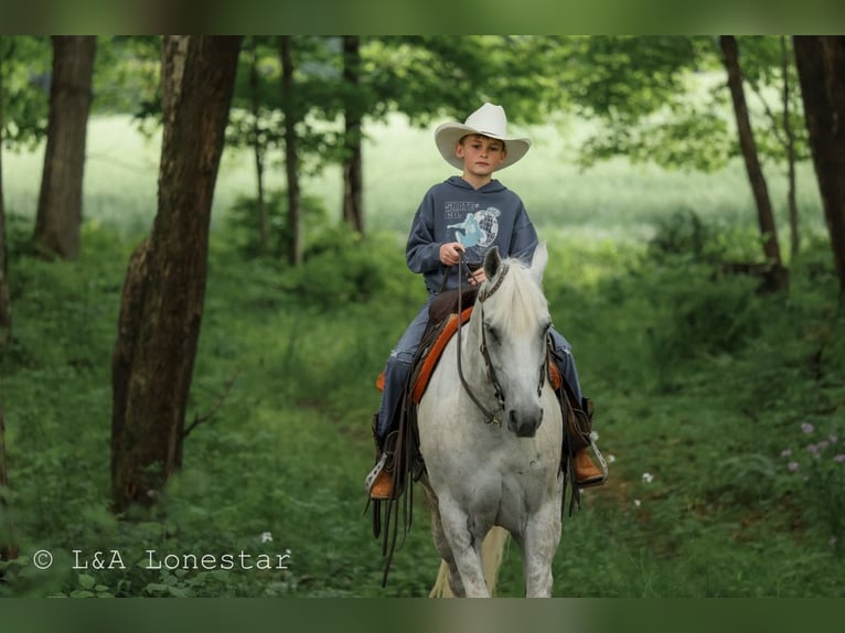 American Quarter Horse Wałach 7 lat Siwa in Needmore