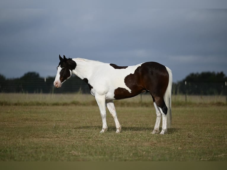 American Quarter Horse Wałach 7 lat Tobiano wszelkich maści in Mt Vernon TX
