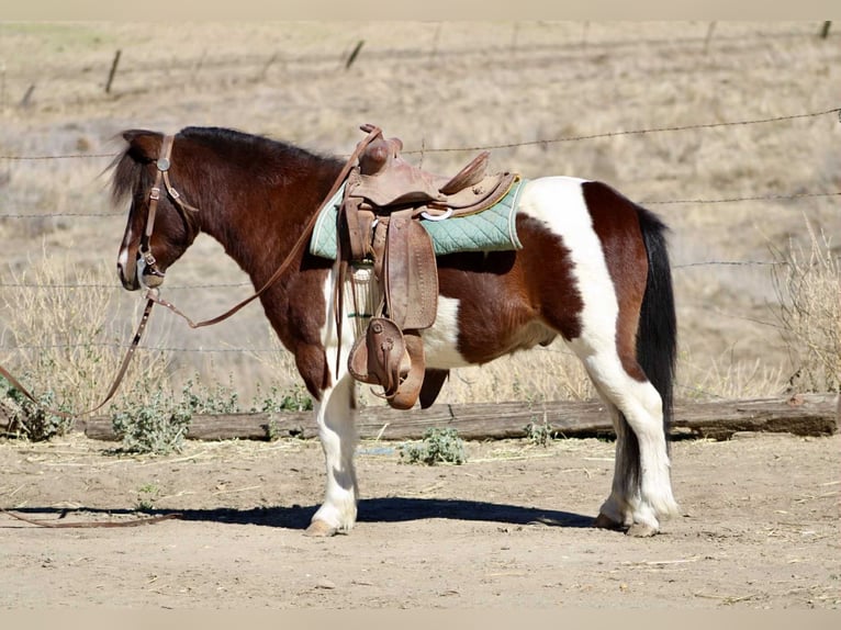 American Quarter Horse Wałach 8 lat 107 cm Tobiano wszelkich maści in Bitterwater CA