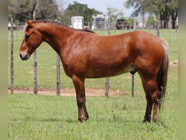 American Quarter Horse Wałach 8 lat 130 cm Gniada in Lipan TX