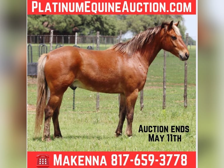 American Quarter Horse Wałach 8 lat 130 cm Gniada in Lipan TX