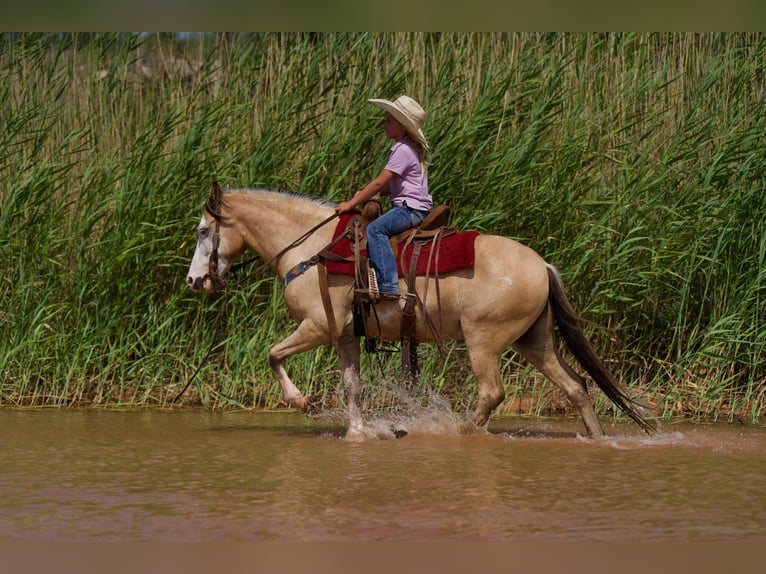 American Quarter Horse Wałach 8 lat 132 cm Jelenia in Canyon TX