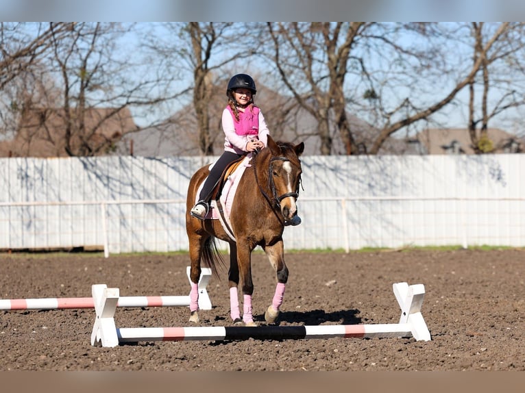 American Quarter Horse Wałach 8 lat 142 cm Gniada in Forney