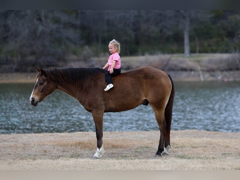 American Quarter Horse Wałach 8 lat 142 cm Gniada in Forney