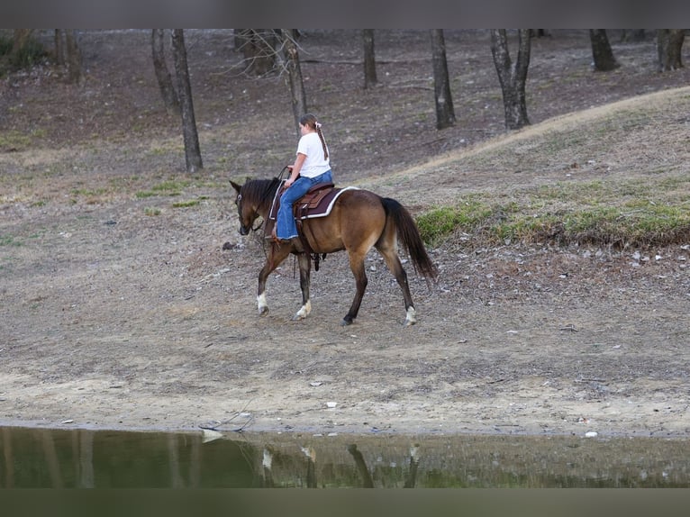 American Quarter Horse Wałach 8 lat 142 cm Gniada in Forney