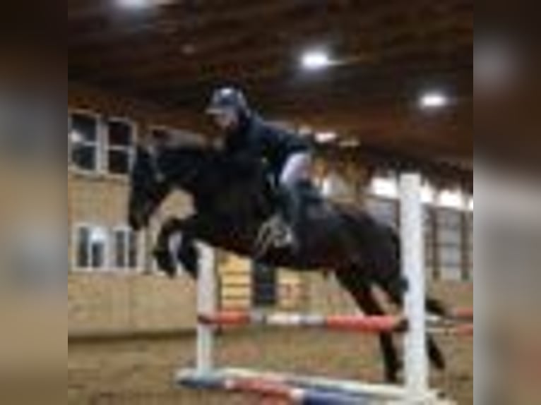 American Quarter Horse Wałach 8 lat 142 cm Gniada in Howell mi