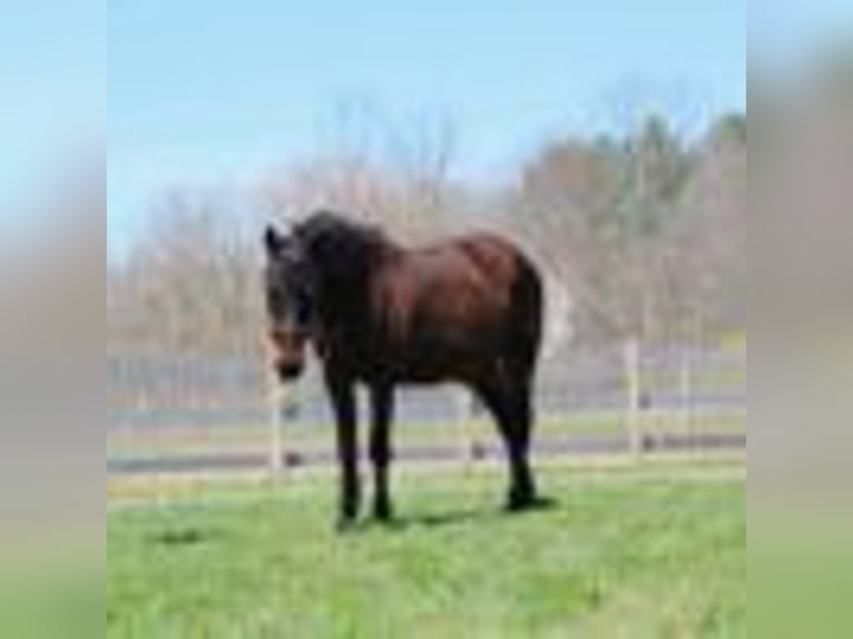 American Quarter Horse Wałach 8 lat 142 cm Gniada in Howell mi