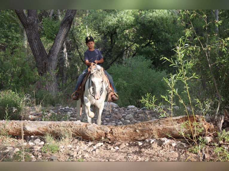 American Quarter Horse Wałach 8 lat 142 cm Siwa in Camp Verde AZ