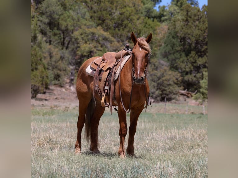 American Quarter Horse Wałach 8 lat 145 cm Cisawa in Camp Verde AZ