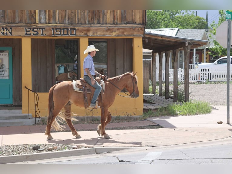 American Quarter Horse Wałach 8 lat 145 cm Cisawa in Camp Verde AZ