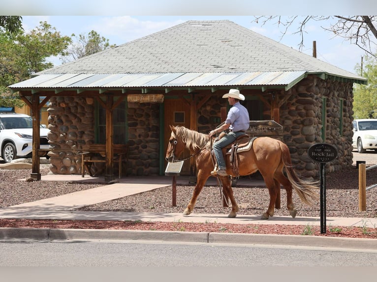 American Quarter Horse Wałach 8 lat 145 cm Cisawa in Camp Verde AZ