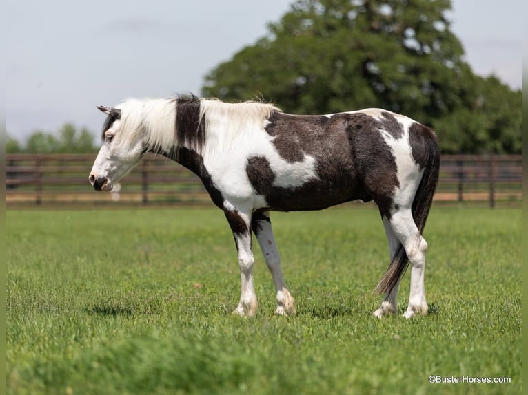 American Quarter Horse Wałach 8 lat 145 cm Tobiano wszelkich maści in Weatherford TX