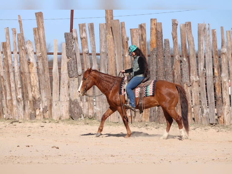 American Quarter Horse Wałach 8 lat 147 cm Ciemnokasztanowata in Athens