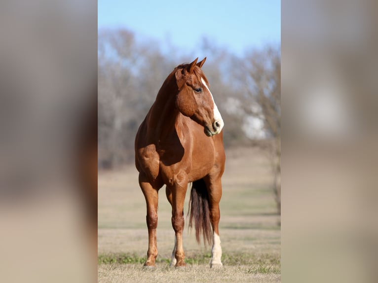 American Quarter Horse Wałach 8 lat 147 cm Ciemnokasztanowata in Athens