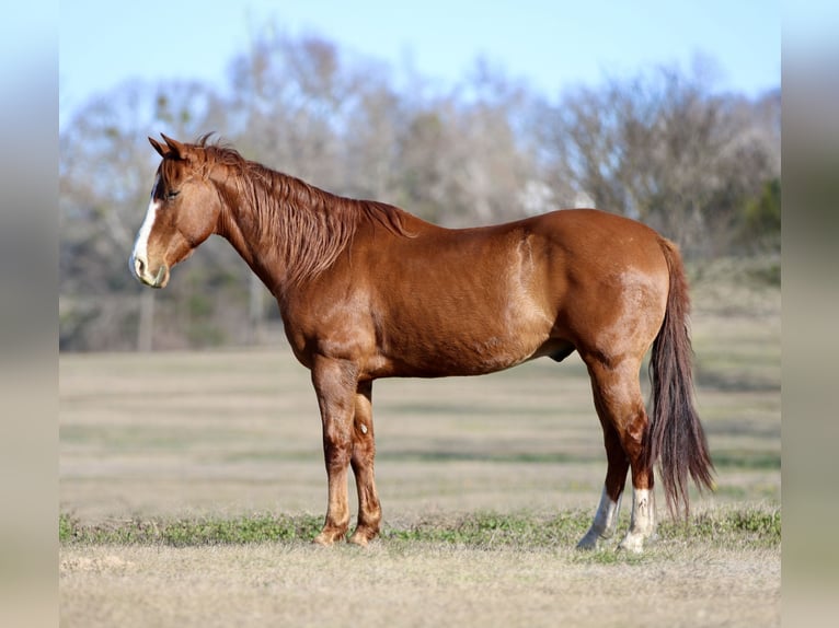 American Quarter Horse Wałach 8 lat 147 cm Ciemnokasztanowata in Athens