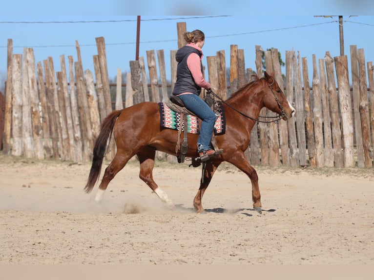 American Quarter Horse Wałach 8 lat 147 cm Ciemnokasztanowata in Athens