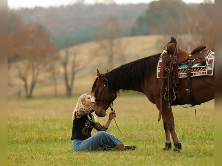 American Quarter Horse Wałach 8 lat 147 cm Gniada in Quitman