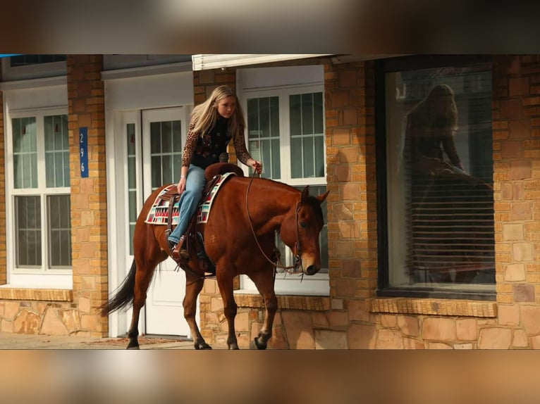American Quarter Horse Wałach 8 lat 147 cm Gniada in Quitman