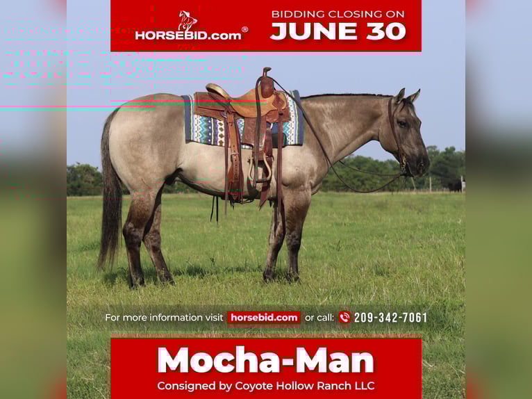American Quarter Horse Wałach 8 lat 147 cm Grullo in Mount Vernon, TX