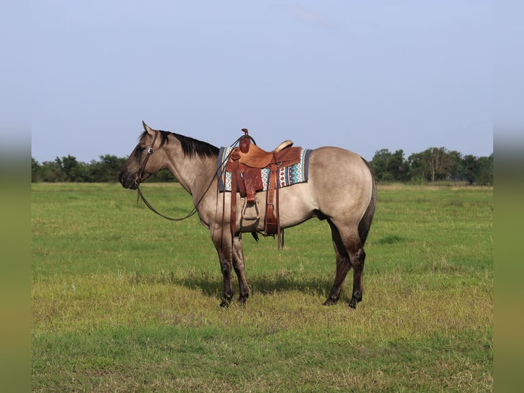 American Quarter Horse Wałach 8 lat 147 cm Grullo in Mount Vernon, TX