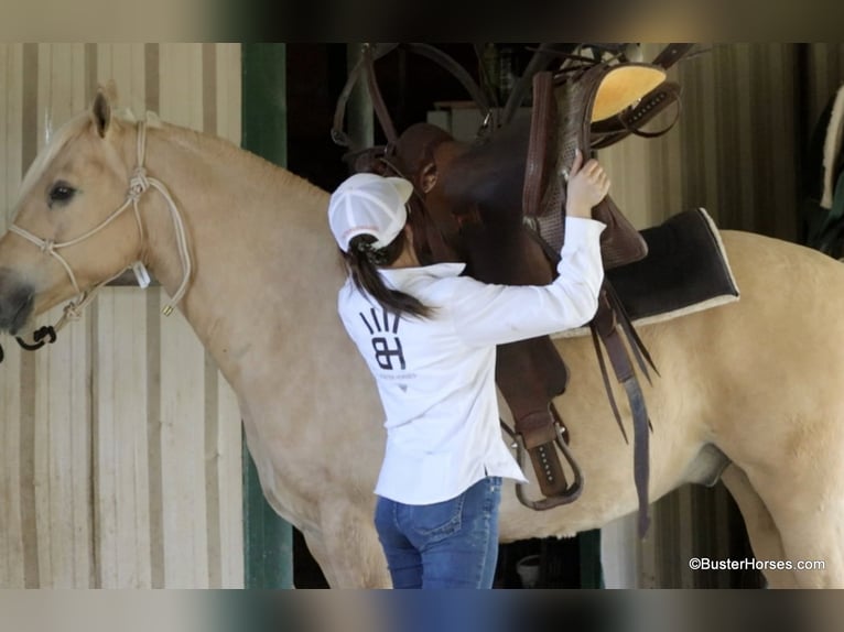 American Quarter Horse Wałach 8 lat 147 cm Izabelowata in Weatherford TX